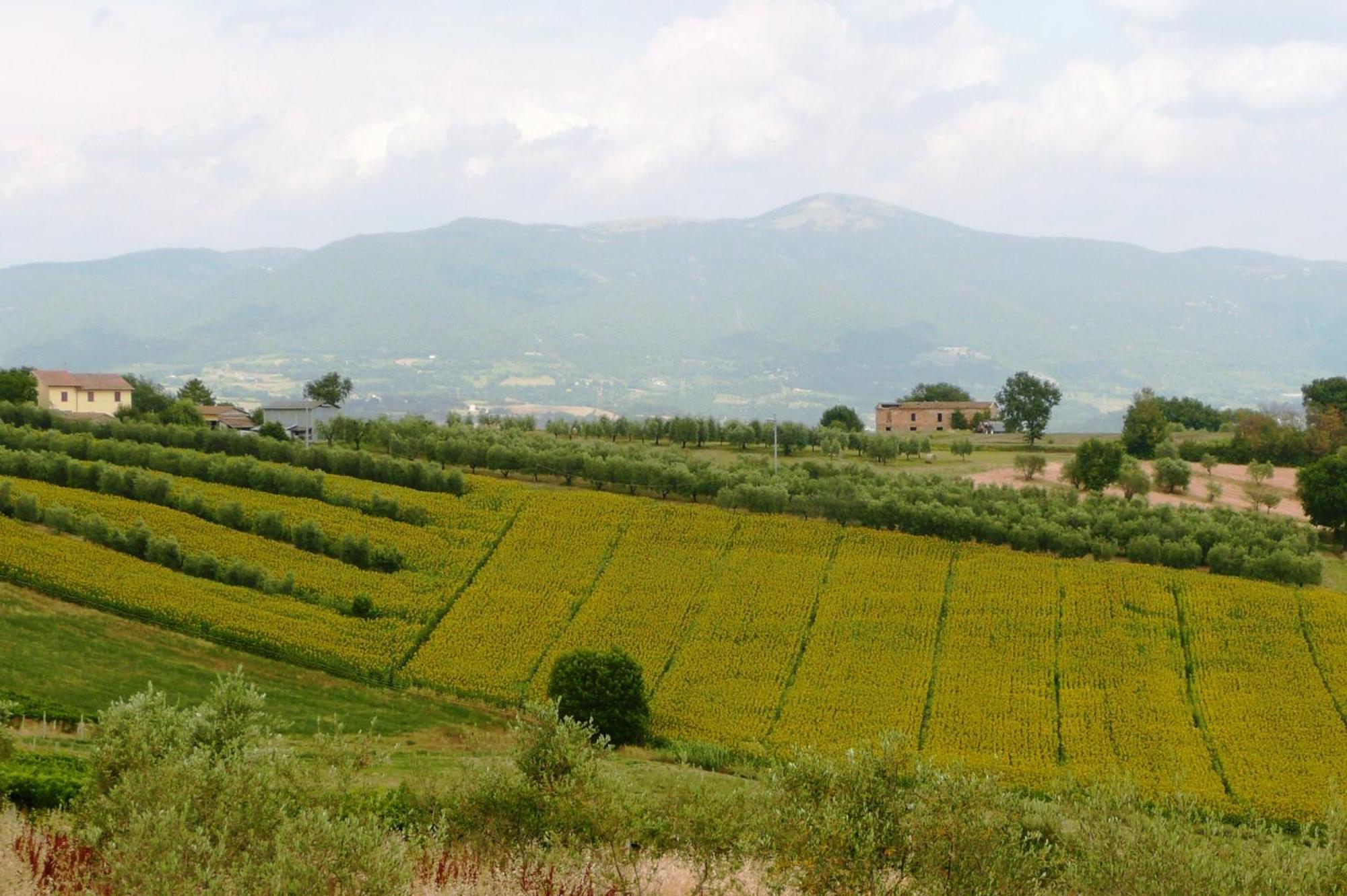 Marco & Andrea Agriturismo Amelia Εξωτερικό φωτογραφία