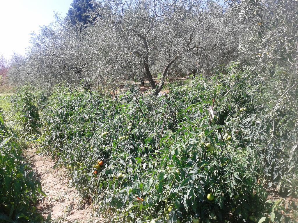 Marco & Andrea Agriturismo Amelia Εξωτερικό φωτογραφία